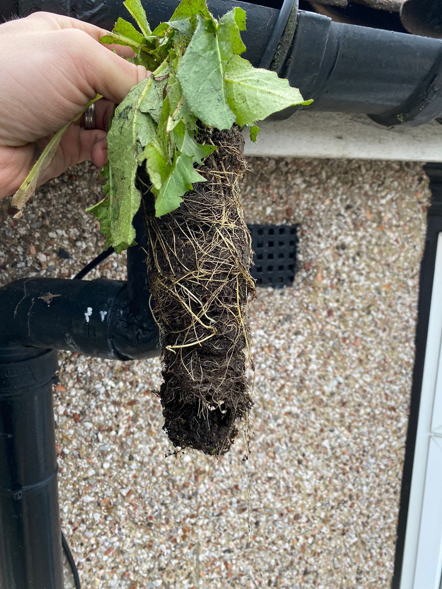 Plant pulled out of house gutter pipes by prestige bin cleaning in London