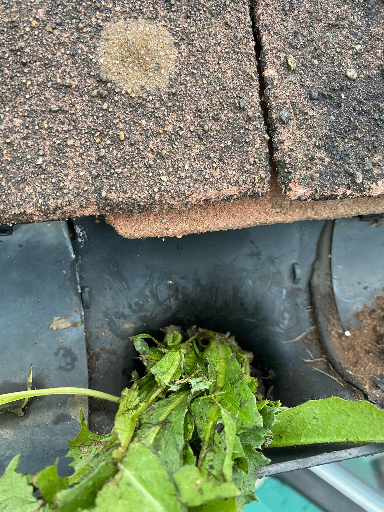 Plants in domestic gutters cleaned by prestige bin cleaning